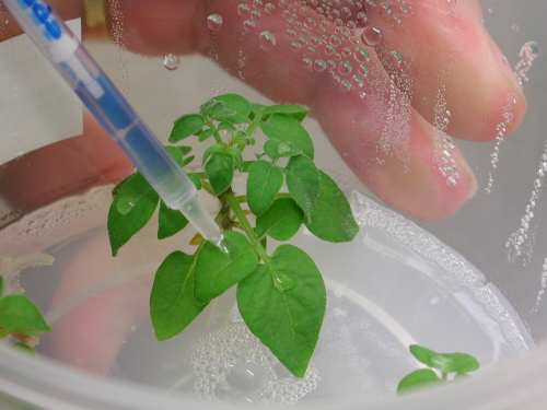The inoculation of vitro plants from S. andreanum